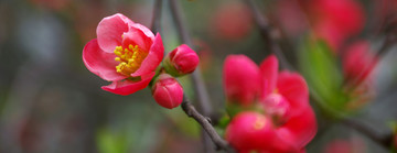 红海棠花宽幅图片