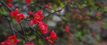 红海棠花宽幅图片