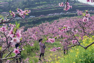 桃花山