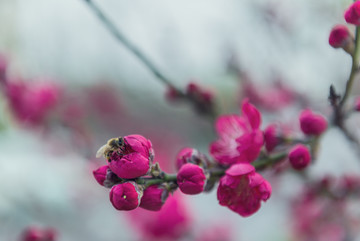 红梅花蜜蜂