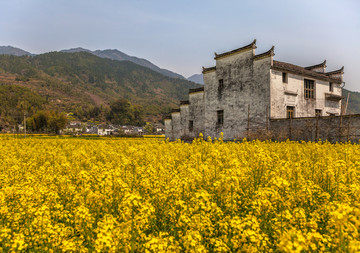 徽派建筑油菜花花海