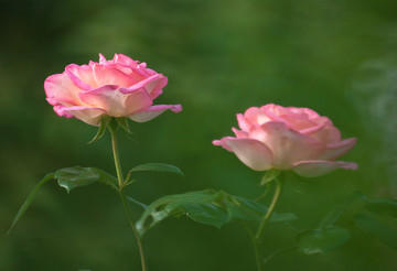 粉色月季花