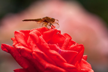 月季花蜻蜓