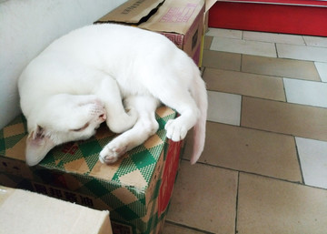 睡在纸箱上的白猫