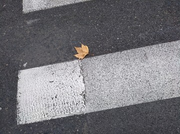大街道落下的叶子