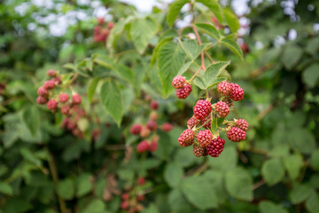 黑莓生态园