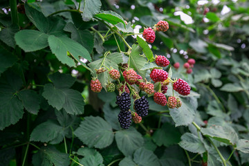 黑莓