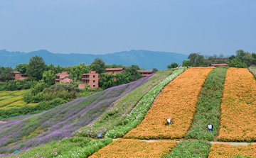 花海