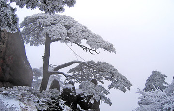 黄山迎客松