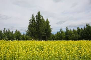 森林旁的油菜花田园