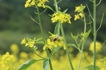 油菜花上的蜜蜂