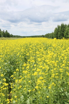 油菜花田野田园