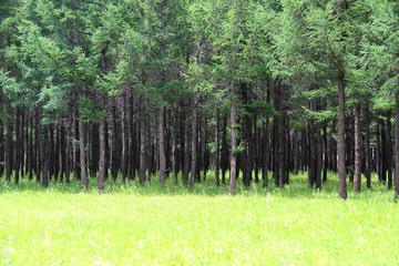 草地旁的茂密树林
