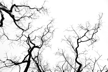 天空中的枯树枝