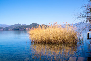 泸沽湖芦苇丛