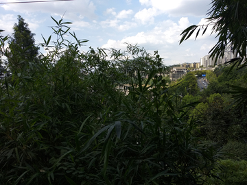 树林草地绿化风景