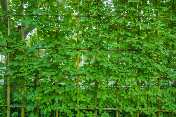 爬山虎植物架