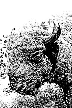 美洲野牛