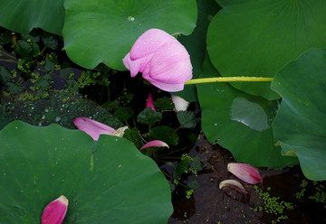 花瓣飘零