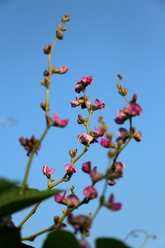 蛾眉豆花开美艳艳