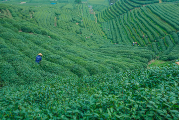 茶叶生产基地