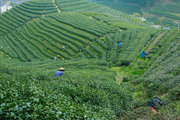 茶叶生产基地