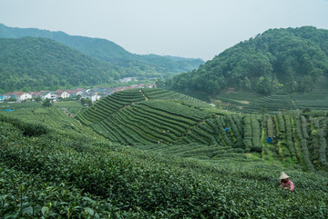 茶叶生产基地