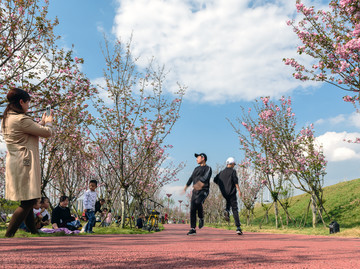 樱花