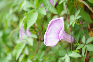 花园小花