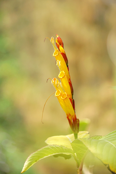 花园小花