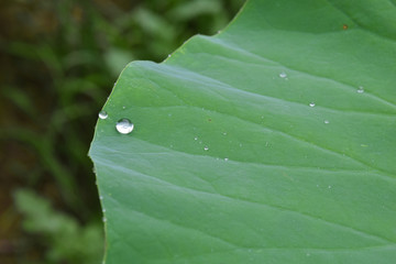 绿叶上的水珠