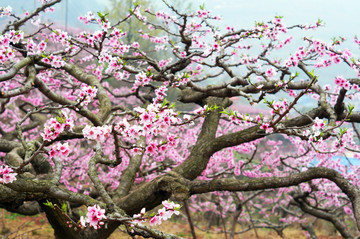 成都龙泉山桃花园