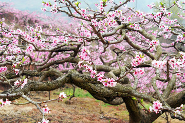 成都龙泉山桃花园