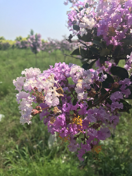 紫薇花