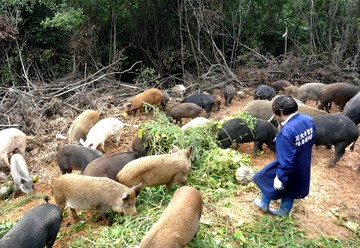 杂交野猪