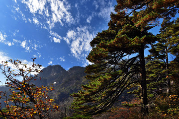 黄山奇松