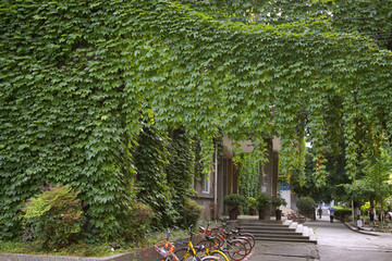 成都中医药大学爬山虎外墙建筑