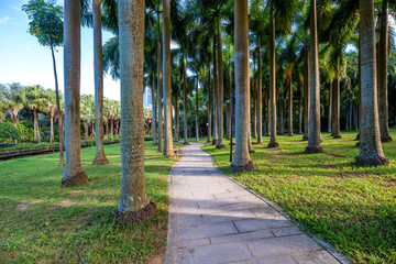 公园椰林小路