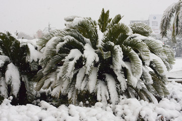 清凉雪景