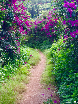 乡村花径小路