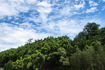 1竹海2蓝天白云3休闲旅游