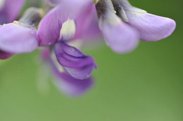 葛花特写