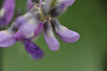 葛花特写