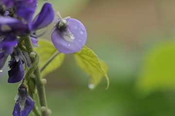 葛花特写