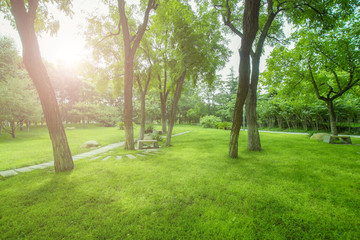 阳光树林草坪
