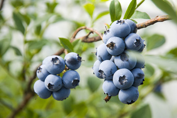 蓝莓生态园