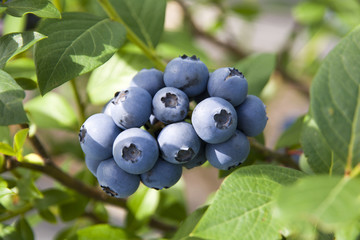 蓝莓果种植
