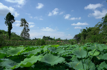 田野风光