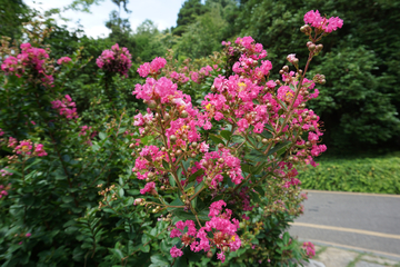 紫薇花