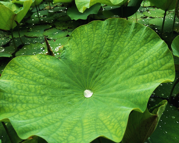 夏雨荷